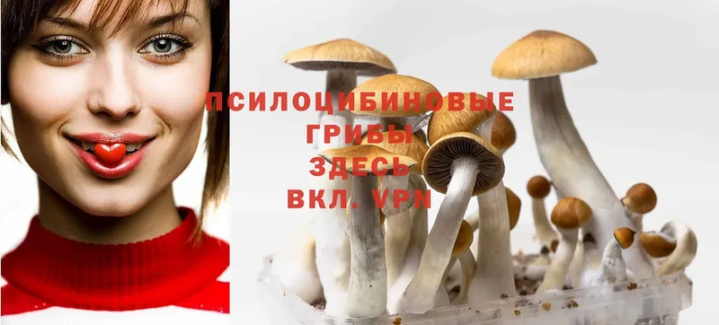 Псилоцибиновые грибы Psilocybine cubensis  Нытва 